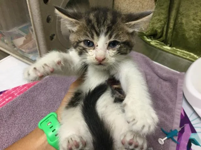 A baby small-sized female Domestic Short Hair cat named Flame for adoption in Riverside, CA