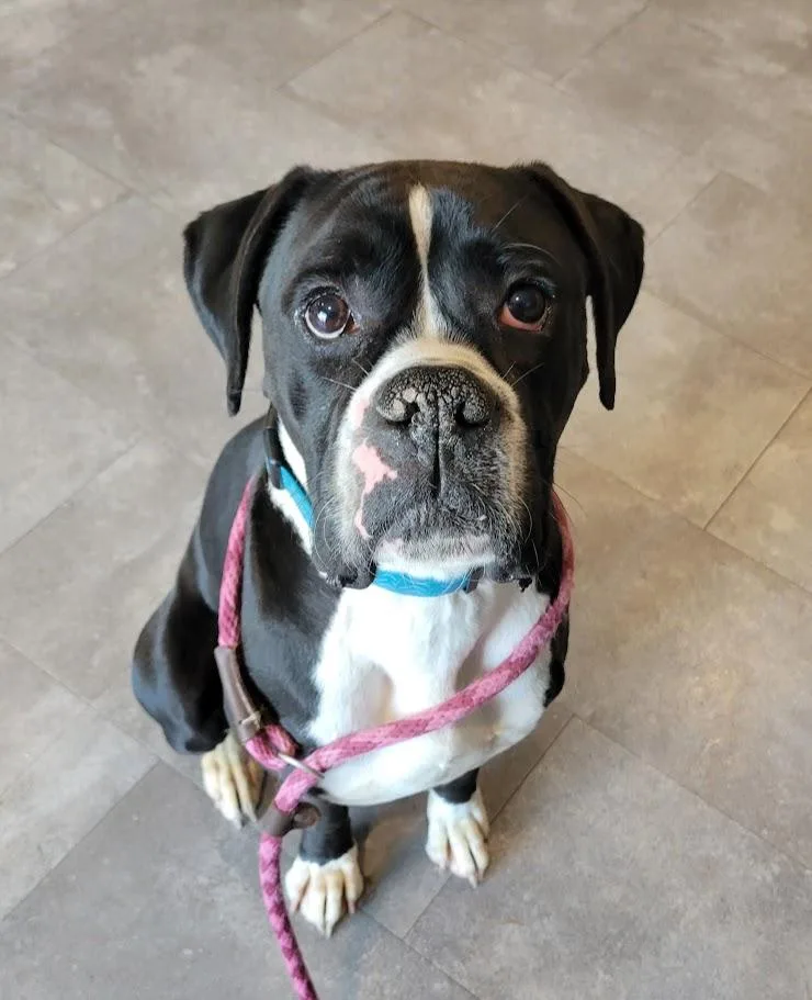 An adult large-sized male Black Boxer dog named Butters URGENT for adoption in Lisbon, OH