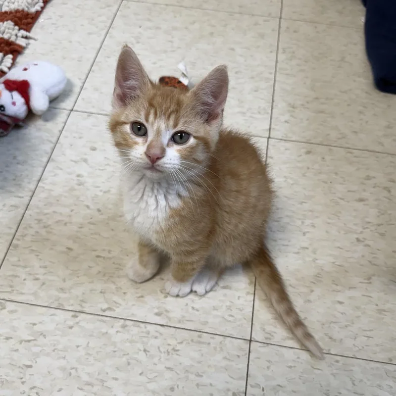 A baby small-sized male Orange / Red Domestic Short Hair cat named Hermes for adoption in Milford, IA