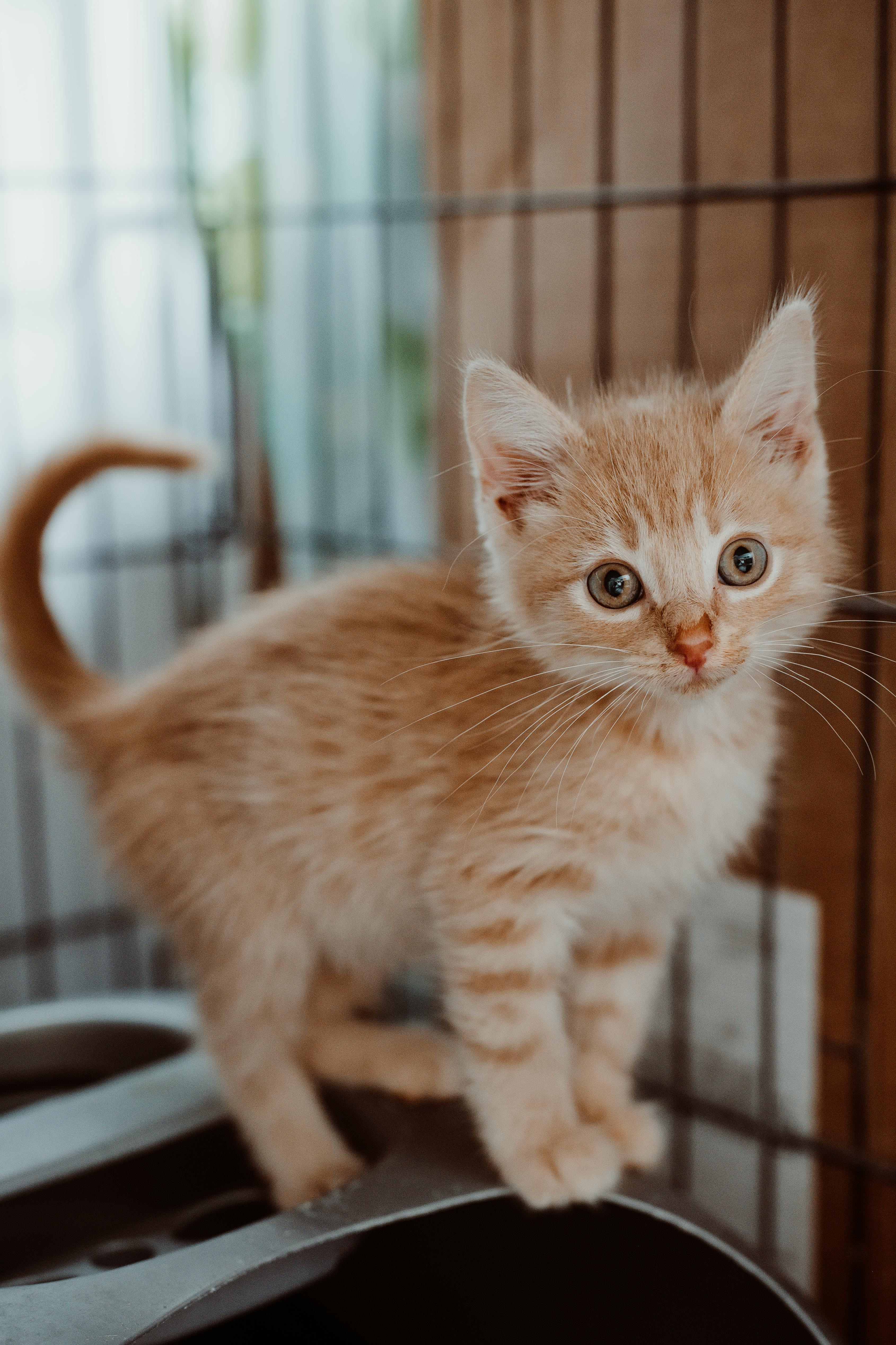 A young small-sized male Buff / Tan / Fawn Domestic Short Hair cat named Mazapan for adoption in Le Mars, IA