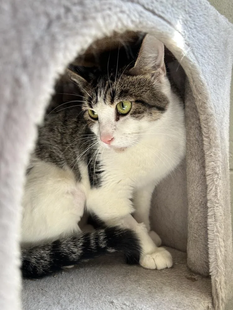 A young medium-sized female Domestic Short Hair cat named Sparkle for adoption in Ontario, CA