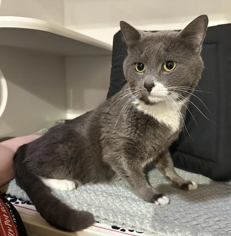 A young medium-sized male Gray & White Domestic Short Hair cat named Socks for adoption in Seattle, WA