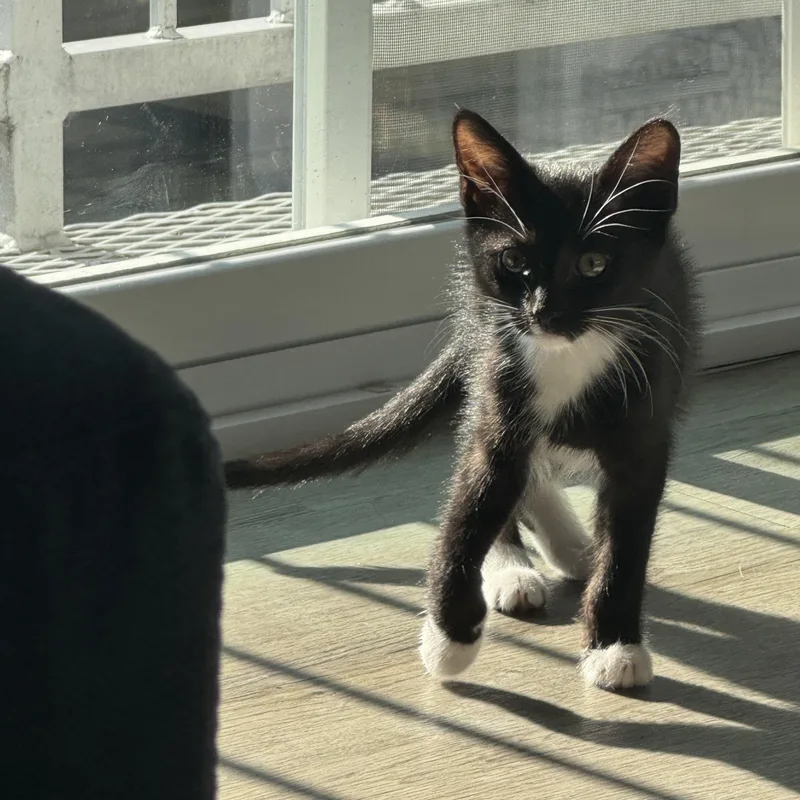 A baby small-sized male Black & White / Tuxedo Domestic Short Hair cat named Cookie for adoption in Indianapolis, IN