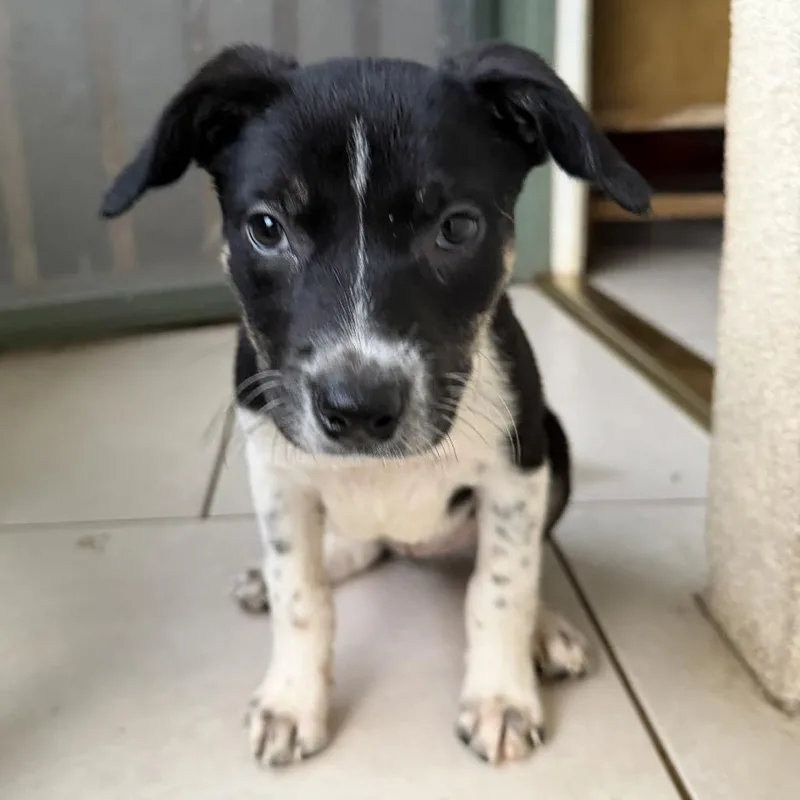 A baby small-sized female White / Cream Australian Cattle Dog / Blue Heeler dog named Under The Sea Litter: for adoption in Keaau, HI