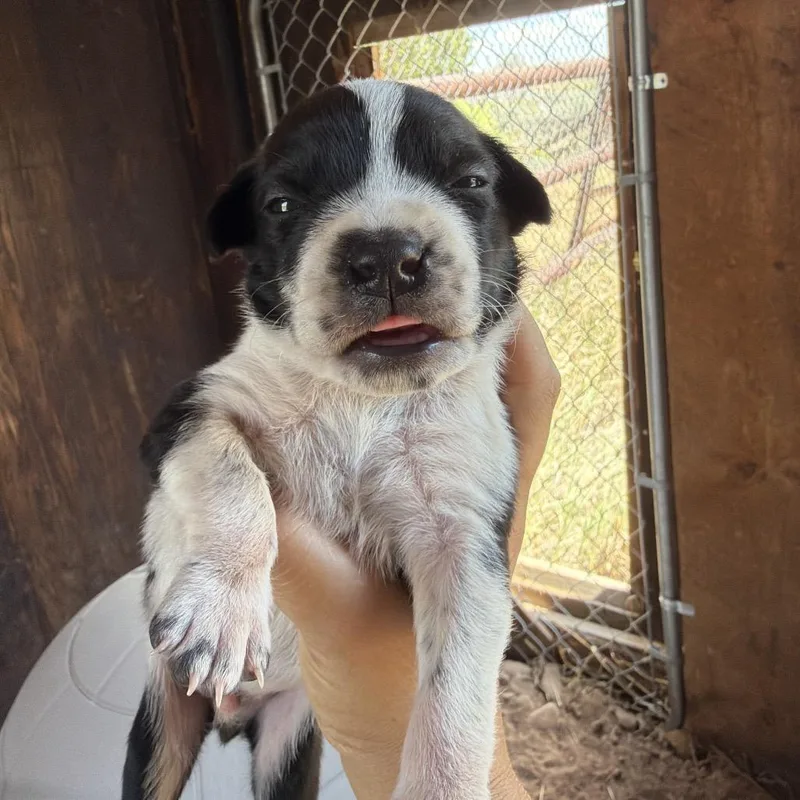 A baby medium-sized male Black Mixed Breed dog named Senegal for adoption in Moab, UT