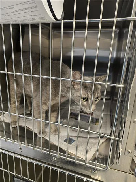 An adult medium-sized male Domestic Short Hair cat named Lucky for adoption in Houston, TX