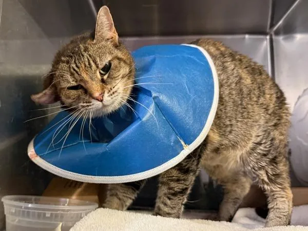An adult medium-sized female Domestic Short Hair cat named Margaritaville for adoption in New York, NY
