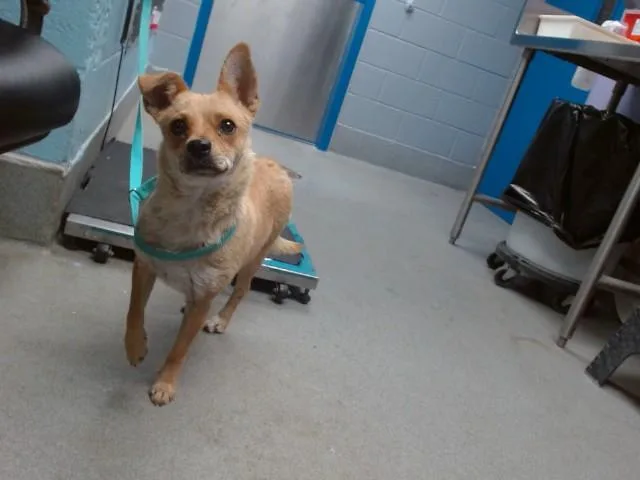 A young medium-sized female Cardigan Welsh Corgi dog named Coqueta for adoption in Albuquerque, NM