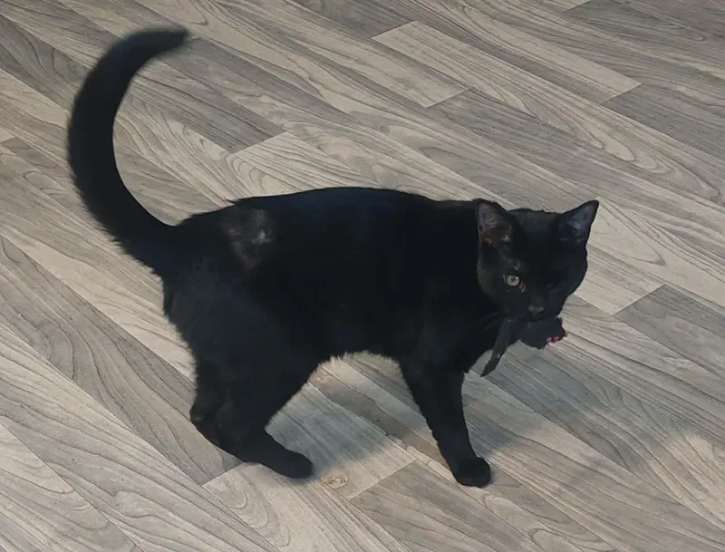 Butters & Waffles thumbnail 3