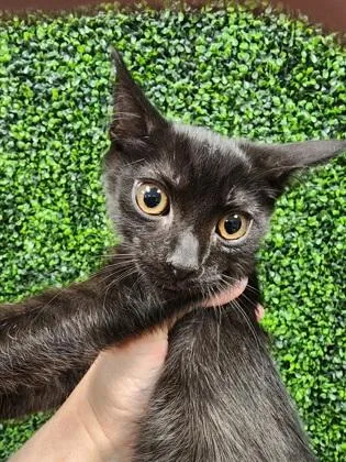A baby small-sized male Domestic Short Hair cat named Morgan $ for adoption in Seneca, SC