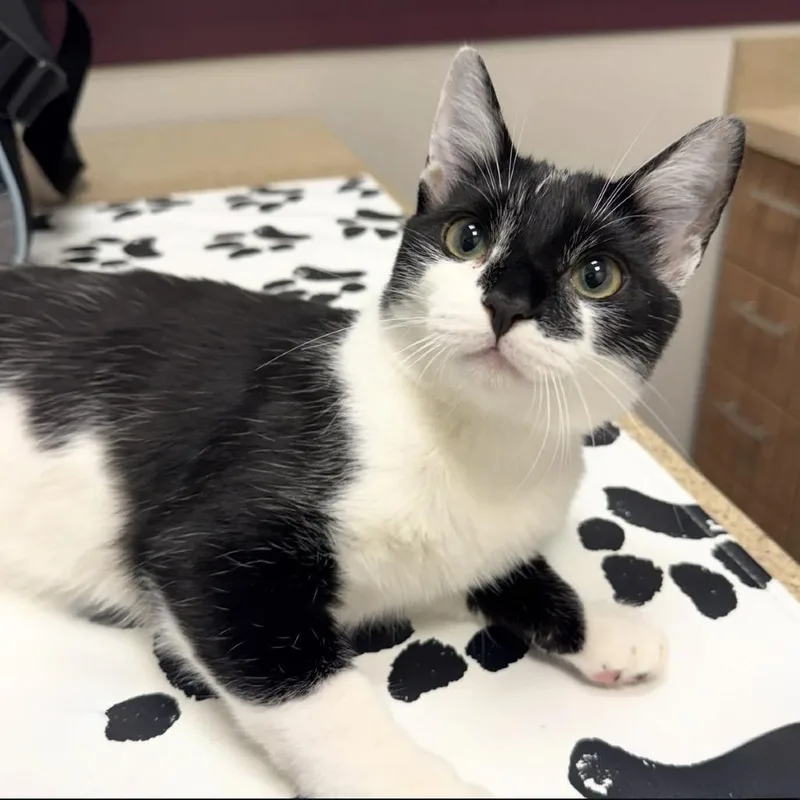 A baby small-sized male Black Domestic Short Hair cat named Grogu for adoption in Orlando, FL