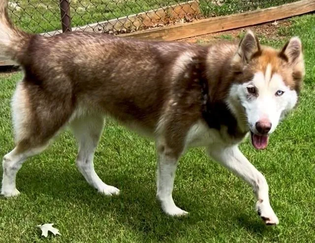 A young large-sized female Husky dog named Pepe for adoption in Appling, GA