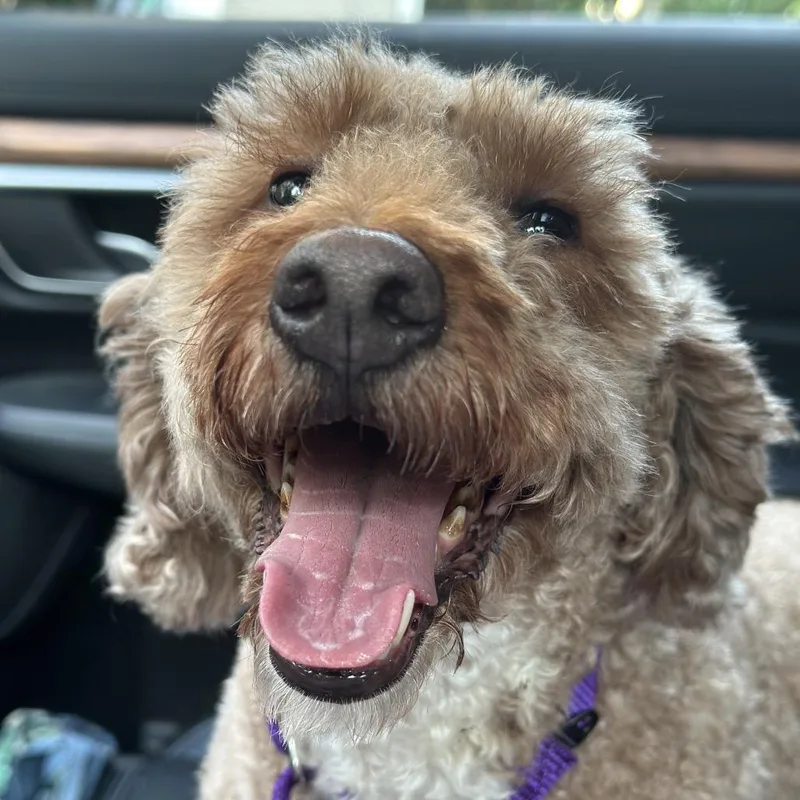 Daphne