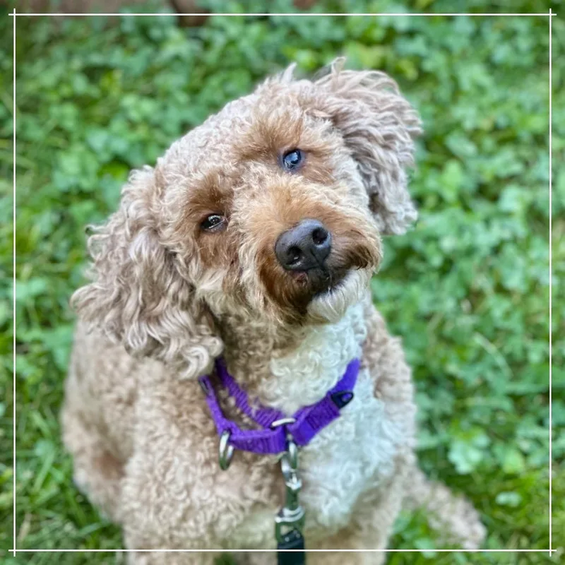 Daphne thumbnail 3