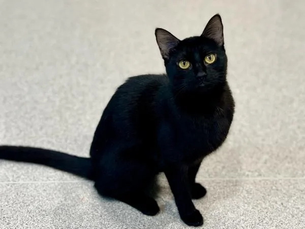 A young small-sized female Domestic Short Hair cat named Mia for adoption in Portland, OR