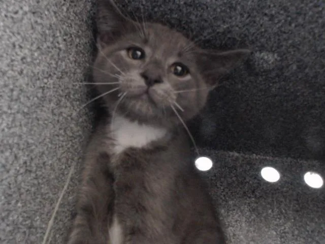 A baby small-sized male Domestic Short Hair cat named Mr. Fredricksen for adoption in Orlando, FL