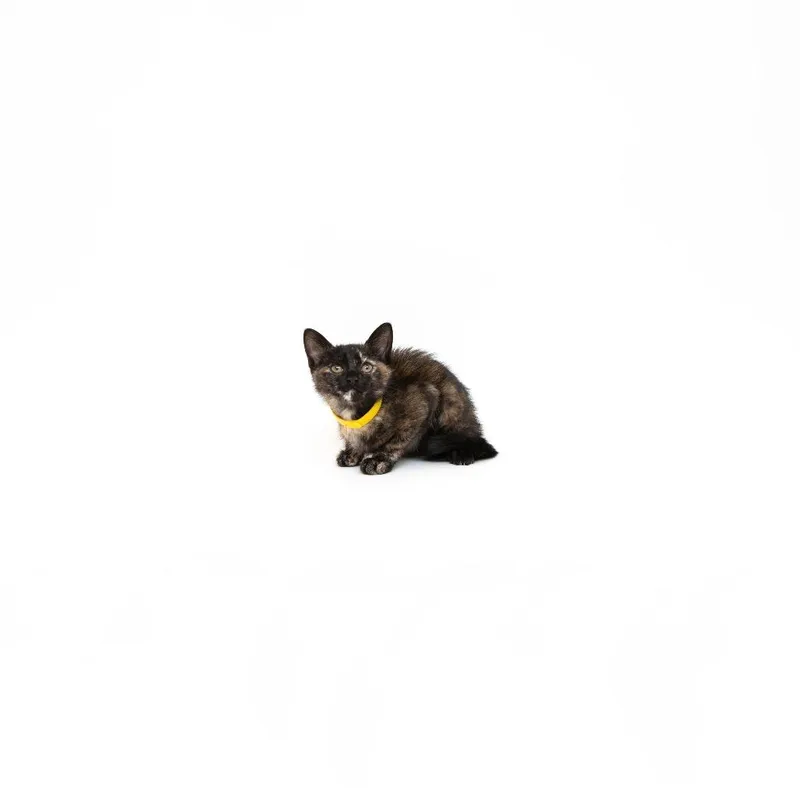 A baby small-sized female Tortoiseshell Domestic Short Hair cat named Cece for adoption in Playa Vista, CA
