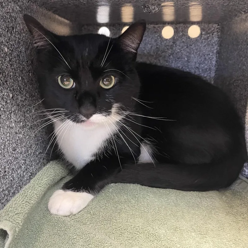 An adult large-sized male Black Domestic Short Hair cat named Coconut for adoption in Pasadena, CA