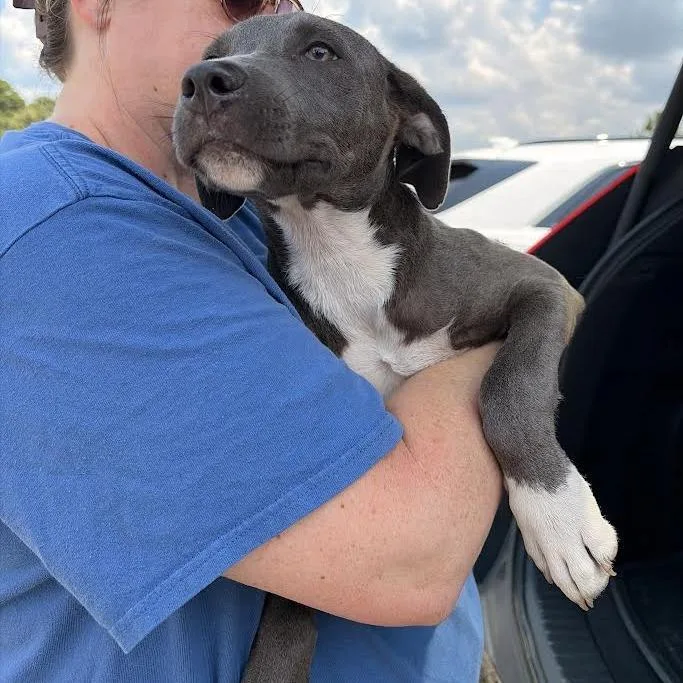A baby small-sized male Gray / Blue / Silver Weimaraner dog named Archer for adoption in Marshall, TX