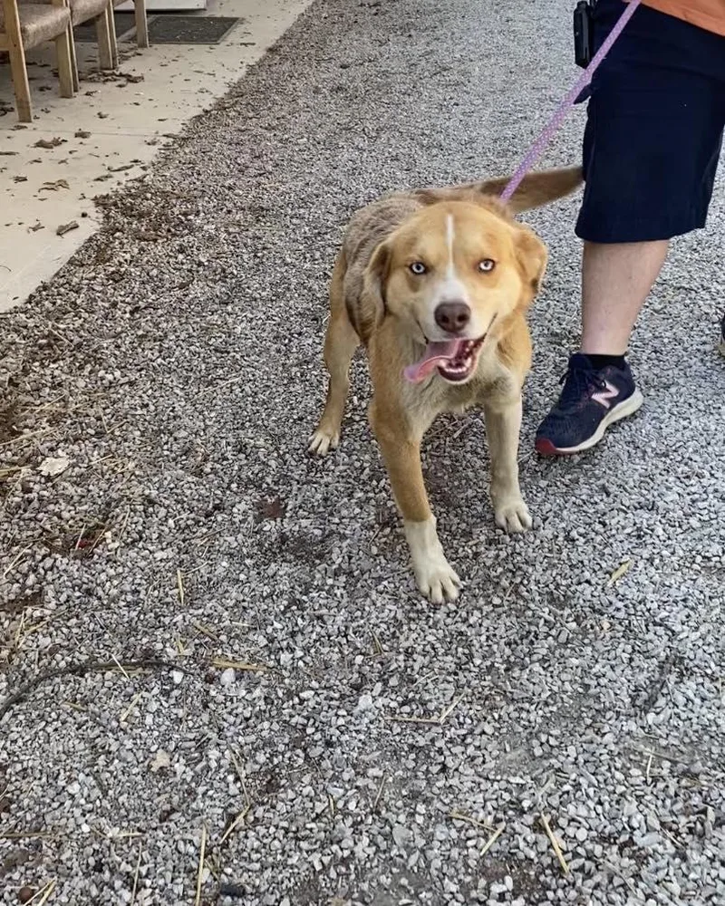 An adult large-sized male Australian Cattle Dog / Blue Heeler dog named Ace for adoption in Frenchburg, KY
