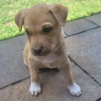 A baby small-sized male Mixed Breed dog named Heath for adoption in Allyn, WA