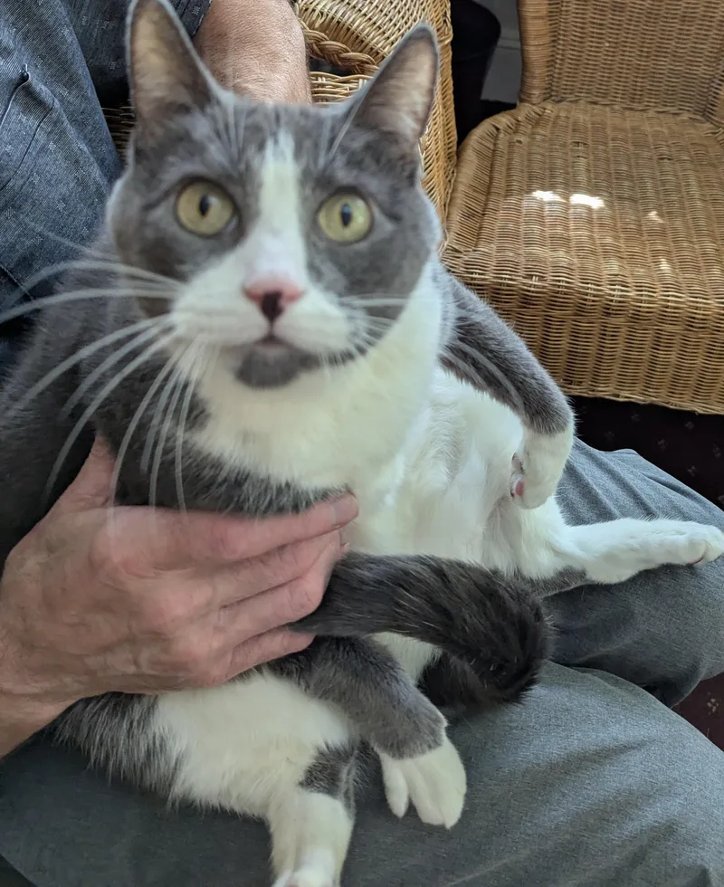 An adult medium-sized male Gray & White Domestic Short Hair cat named Tip for adoption in Weehawken, NJ