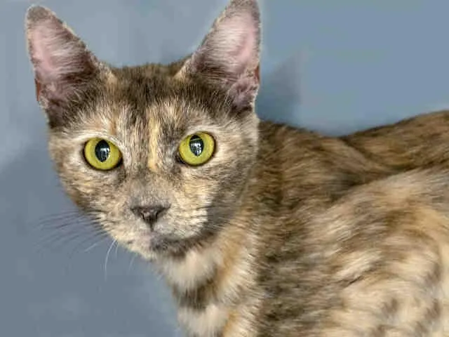 An adult medium-sized female Domestic Short Hair cat named Puddin for adoption in Castaic, CA