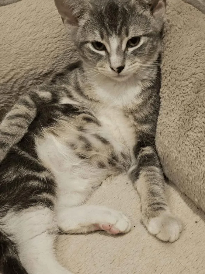 A baby medium-sized female Gray & White Domestic Short Hair cat named Empanada for adoption in Brooklyn, NY