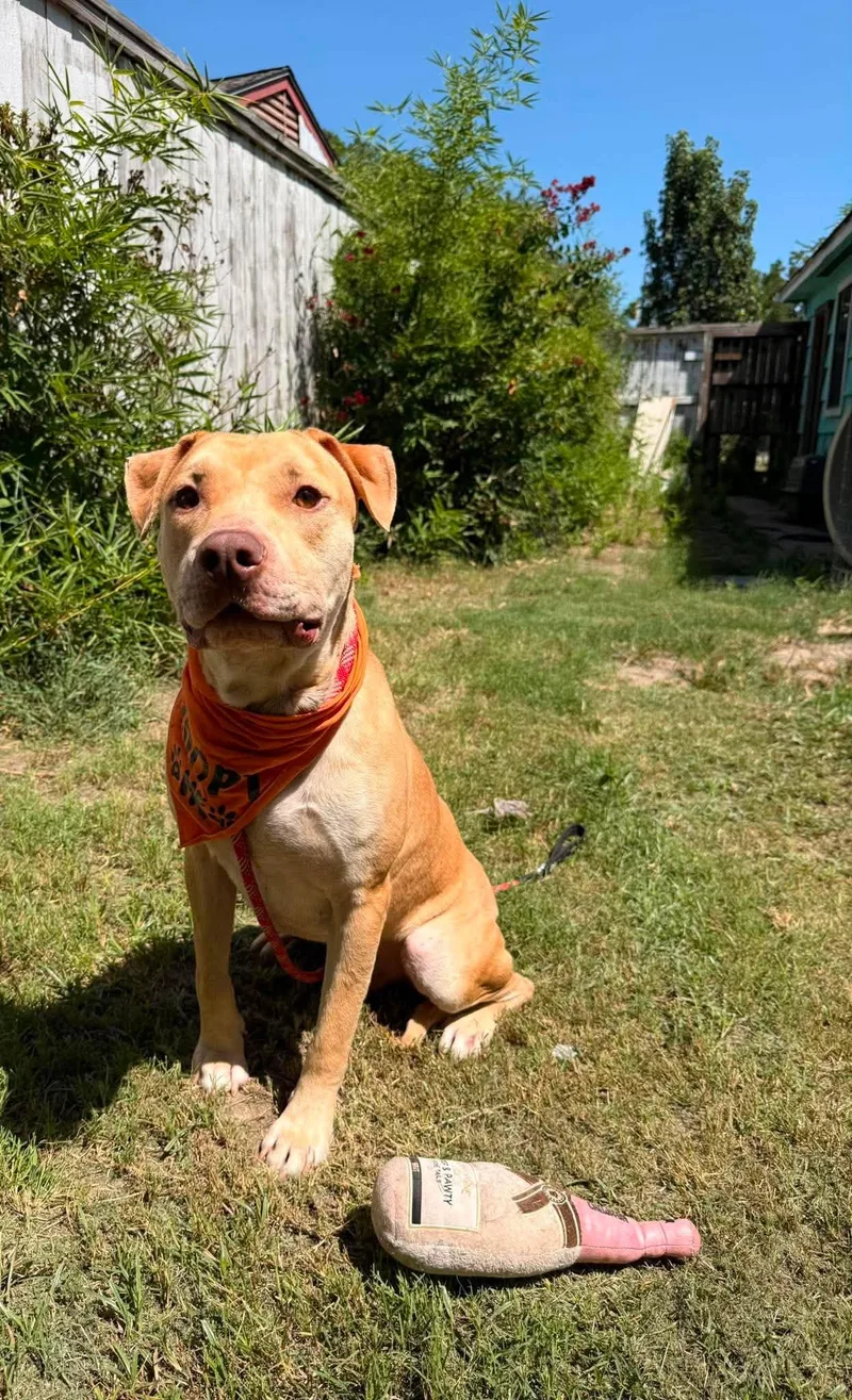 An adult large-sized male Yellow / Tan / Blond / Fawn Labrador Retriever dog named Henry for adoption in Willis, TX