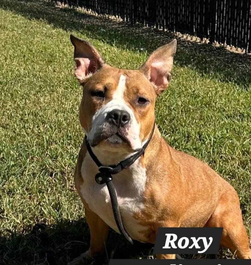 Roxy thumbnail 3