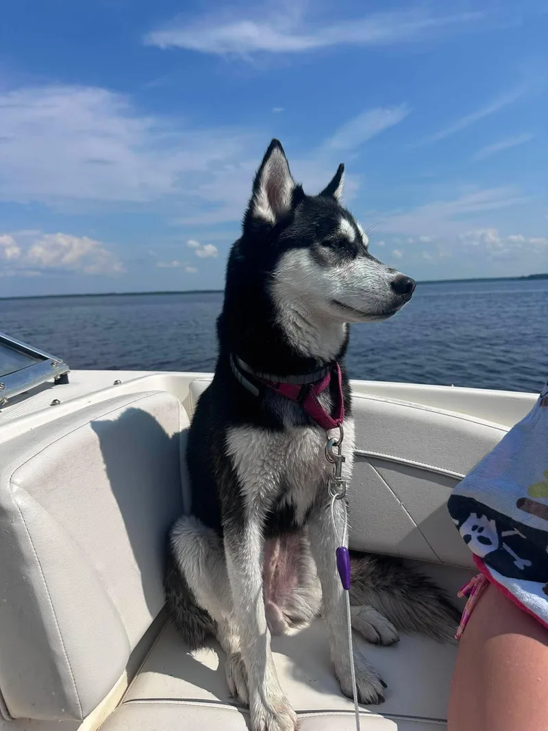 An adult medium-sized female Black Siberian Husky dog named Koda for adoption in Grand Forks, ND