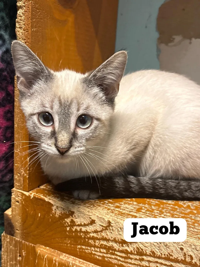 A young medium-sized male Gray & White Siamese cat named Jacob for adoption in Monticello, IL