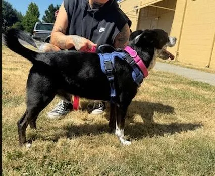 An adult medium-sized male Black Cattle Dog dog named Thumper for adoption