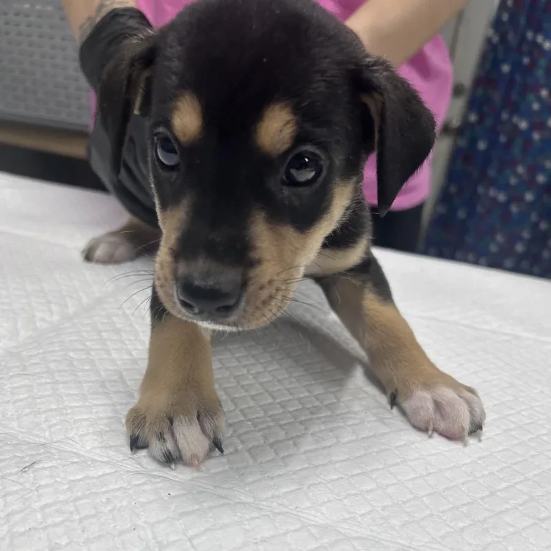 A baby small-sized male Black Mixed Breed dog named Spongebob for adoption in Summerville, SC