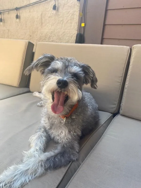 An adult medium-sized male Gray / Blue / Silver Schnauzer dog named Milo for adoption in Van Nuys, CA