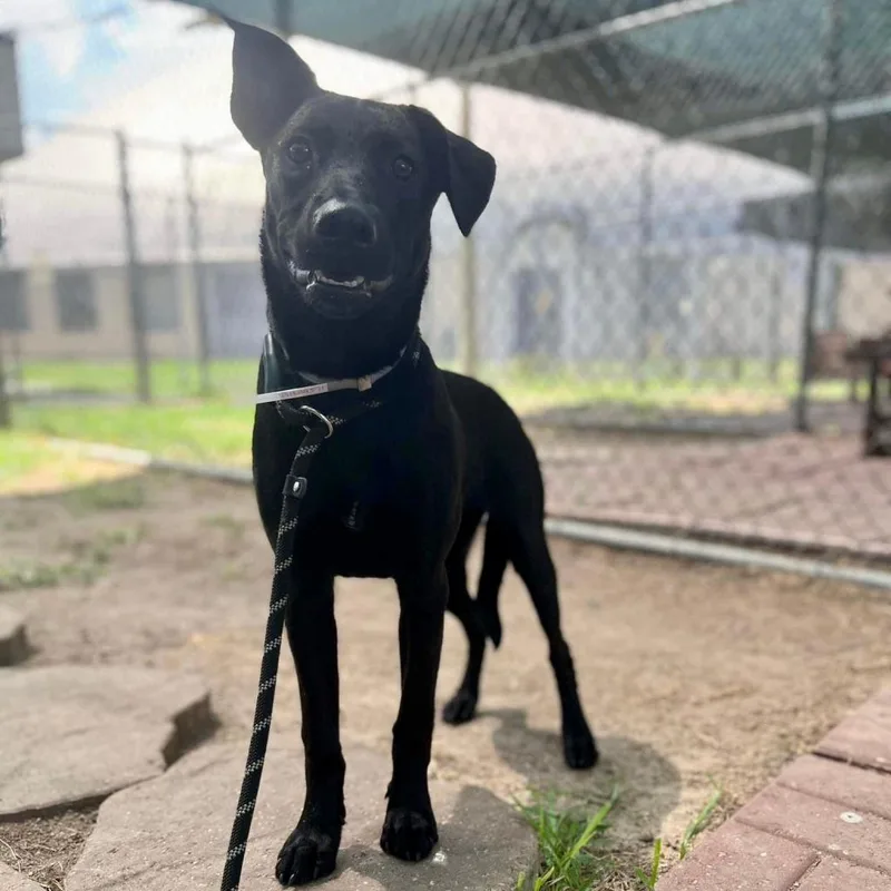 An adult large-sized female Black Labrador Retriever dog named Olive for adoption in Ferndale, MI