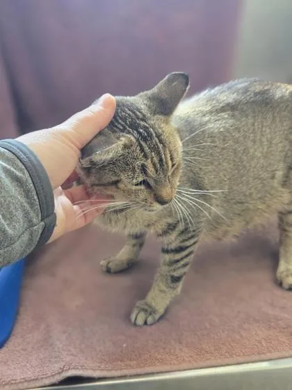 A young medium-sized female Domestic Short Hair cat named Cedar for adoption in Westland, MI