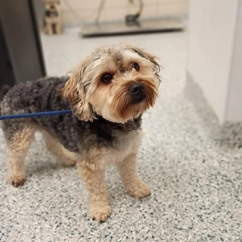 An adult small-sized male Gray / Blue / Silver Miniature Poodle dog named Oso for adoption in Chicago, IL