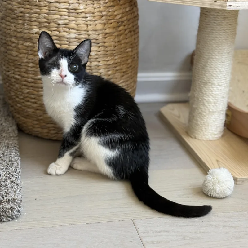 Mackinac thumbnail 5