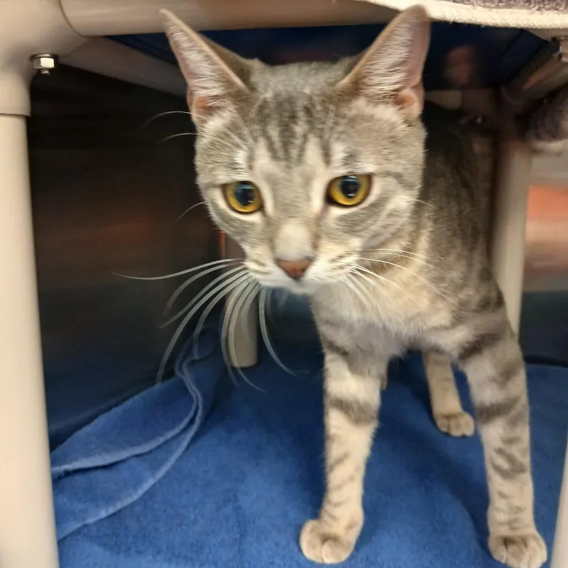 A young large-sized male Gray / Blue / Silver Domestic Short Hair cat named Frisky for adoption in Philadelphia, PA