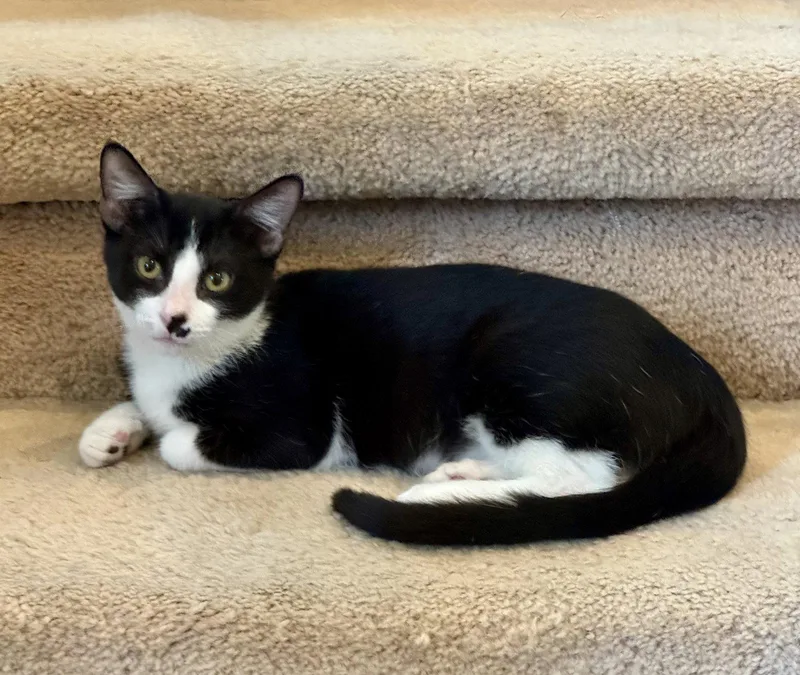 A baby small-sized male Black & White / Tuxedo Domestic Short Hair cat named Windy for adoption in Arlington, TX