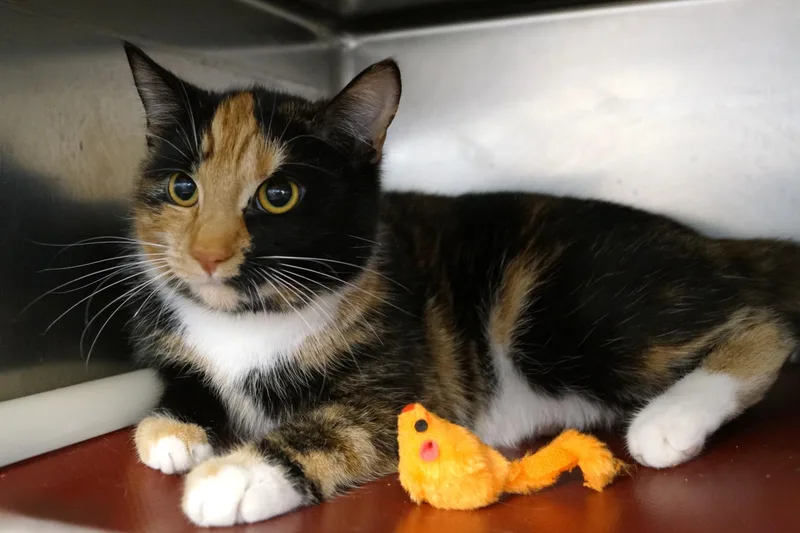 An adult medium-sized female Tortoiseshell cat named YuYin for adoption in New Milford, CT