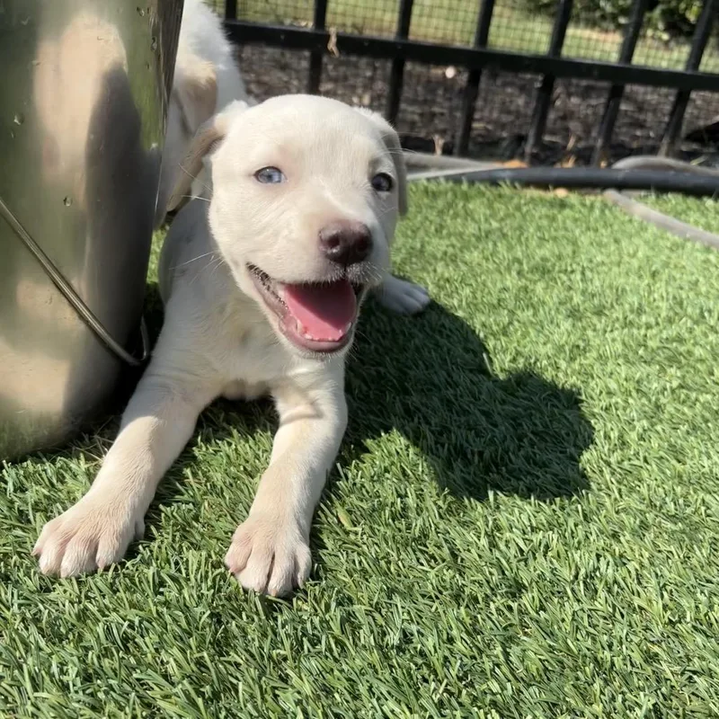 A baby medium-sized female Labrador Retriever dog named River for adoption in Cordova, TN