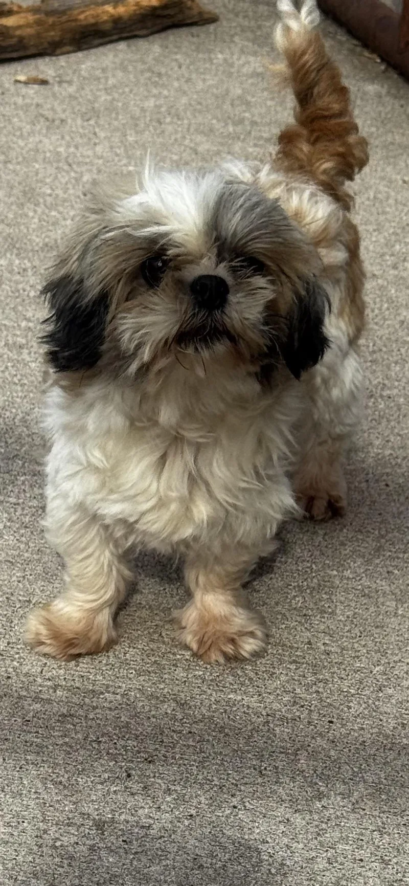 An adult small-sized female Shih Tzu dog named April for adoption in Hallsville, MO