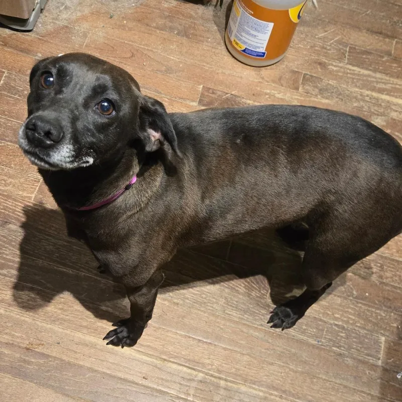 An adult small-sized female Brown / Chocolate Feist dog named Raign for adoption in Southington, OH