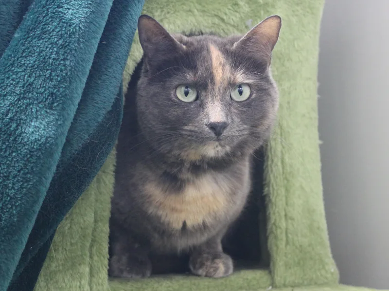 An adult medium-sized female Dilute Tortoiseshell cat named Macie for adoption in Missoula, MT