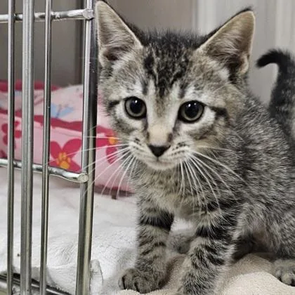 A young small-sized male Domestic Short Hair cat named Gadget for adoption in Scotia, NY