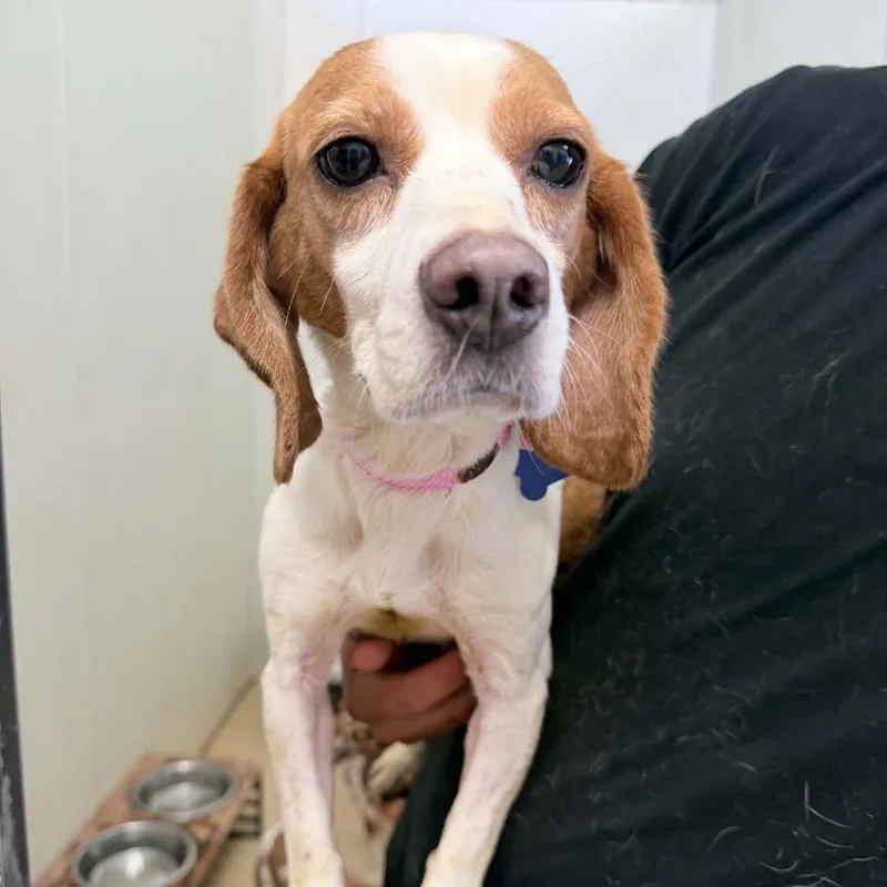 An adult small-sized female Brown / Chocolate Beagle dog named Rosa Bonheur for adoption in Chino Hills, CA