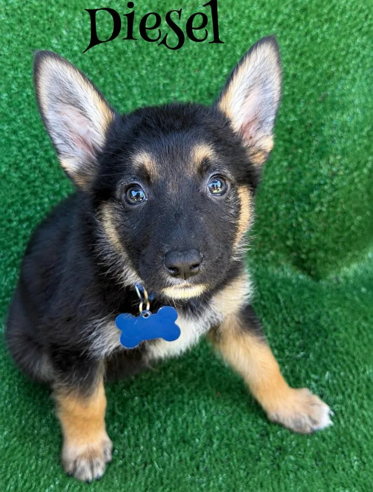 A baby large-sized male Brown / Chocolate German Shepherd Dog dog named Diesel for adoption in Pleasant Hill, CA