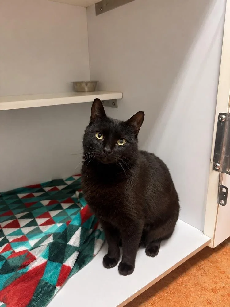 An adult medium-sized male Black Domestic Short Hair cat named Thackery Binx for adoption in Bolivar, MO